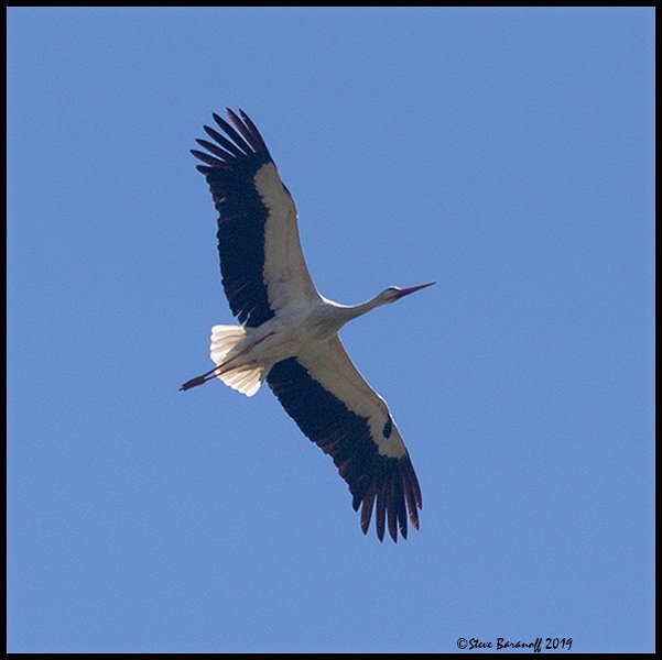_9SB2334 white stork.jpg